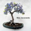 Flowering Bonsai Tree Seeds Bundle - 3 Types, All Flowering Tree Seeds, Vibrant Colors - Chinese Wisteria, Judas Tree, Blue