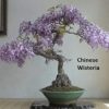 Flowering Bonsai Tree Seeds Bundle - 3 Types, All Flowering Tree Seeds, Vibrant Colors - Chinese Wisteria, Judas Tree, Blue