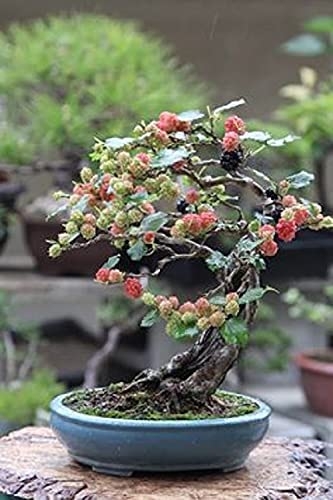 Bonsai Mulberry Tree Seeds 25
