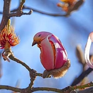 Yulan Magnolia Tree Seeds – 5 Seeds to Grow – Spring Buds Look Like ...