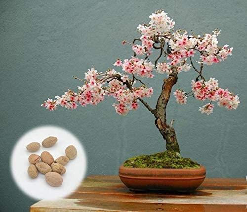 new fresh Japanese Pink Cherry Blossom Sakura Tree Seeds rare plants for garden 