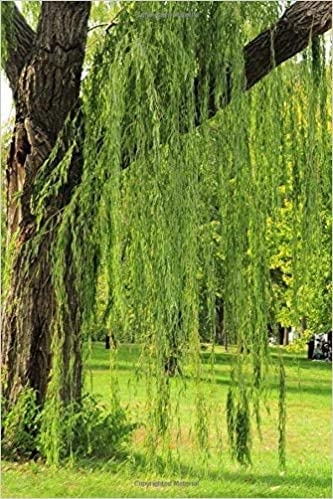 Weeping willow, tree