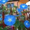 Blue Morning Glory Climbing Vine | 100 Seeds to Plant | Beautiful Flowering Vine