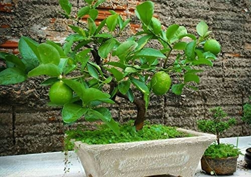 thumbnail image 2 of Dwarf Lemon Bonsai Tree Seeds – 30+ Seeds For Planting, Ships From Iowa, USA – CZ Grain 2 of 4
