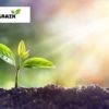 Green Shamrock Bulbs - 10 Bulbs to Plant - Good Luck Plant - Fast Growing Year Round Color Indoors or Outdoors - Oxalis Regnelli