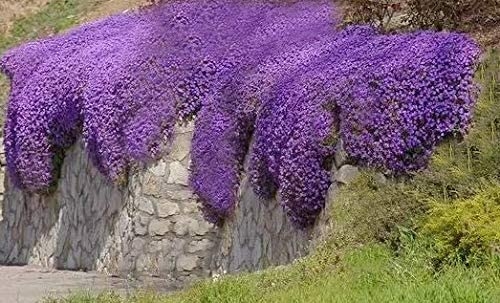 perenne semi di fiori Cascade Viola 250 Aubrieta Seeds
