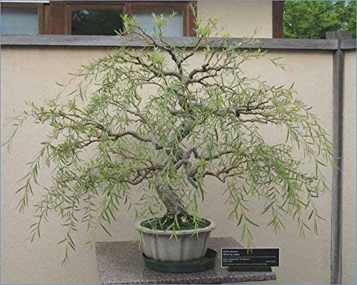 thumbnail image 2 of Rare Dwarf Japanese Curly Willow Tree Cutting - Fast Growing Bonsai Starter - CZ Grain 2 of 3