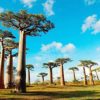 Atfipan 5Pcs/Bag Adansonia Digitata Baobab Tree Seeds Rare Perennial Plants Seeds Rare Rare Baobab Seeds Tropical Plant Garden