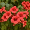 Rare Red Hummingbird Vine Seeds - 25 Seeds - Red Trumpet Bush - Non-GMO Seeds, Shipped from Iowa. Made in USA