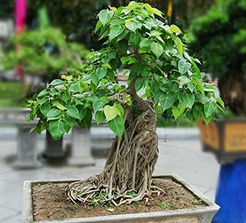 banyan tree bonsai