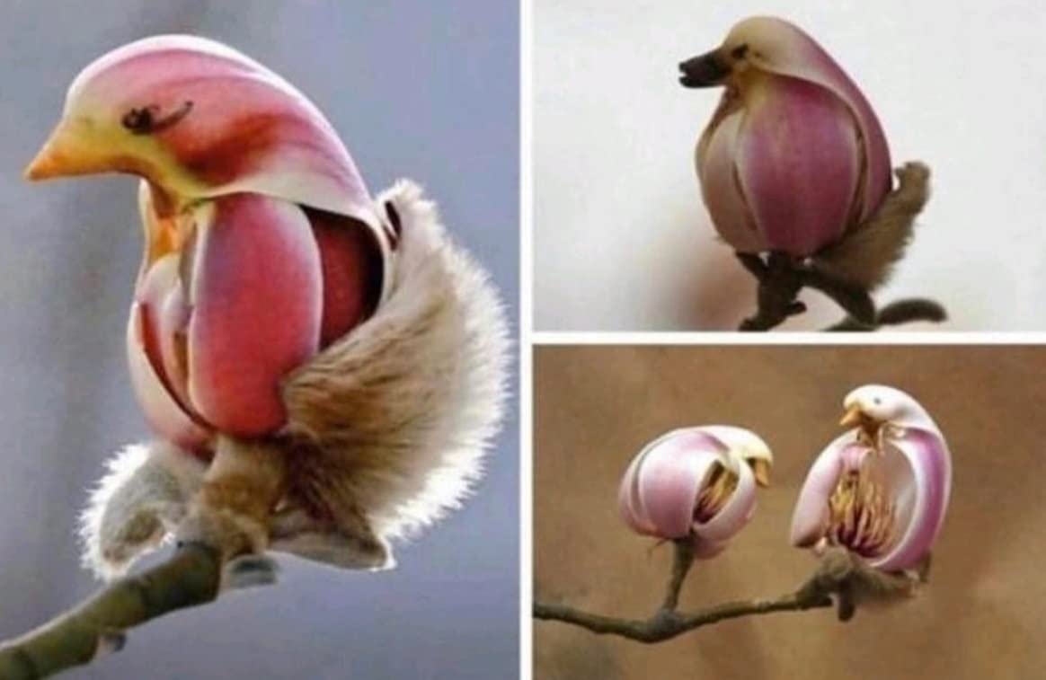 yulan magnolia tree seeds - 5 seeds to grow - spring buds look like pink  birds - stunning, ships from iowa, usa