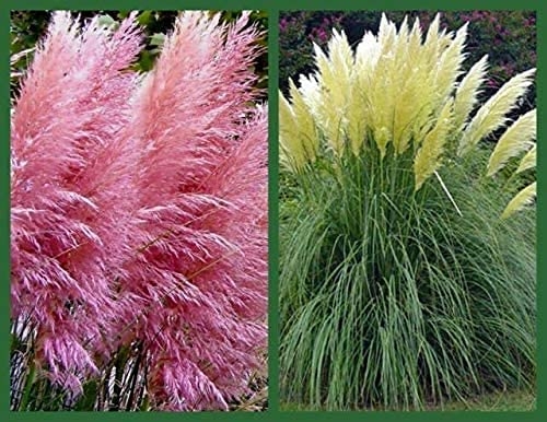 Giant Pink Pampas Grass Seeds – 1,000 Seeds – Ships from Iowa, Made in USA  – Ornamental Landscape Grass or Privacy Plant – CZ-Grain
