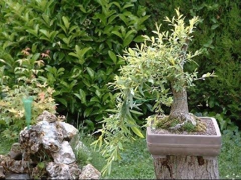 Bonsai Dragon Willow Tree One Live Tree Large Thick Trunk Root Stock Cutting 