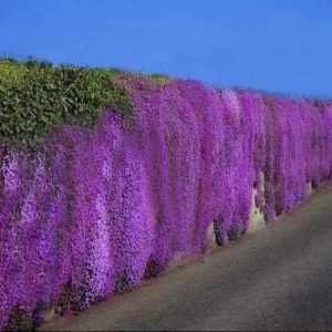 250pcs/Pack Cascade Purple Aubrieta Flower Seeds Perennial Ground Cover M3U0 
