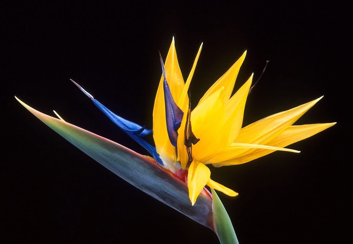 BIRD OF PARADISE SEEDS CAESALPINIA PULCHERRIMA FLOWERING SHRUB 5 SEED PACK 