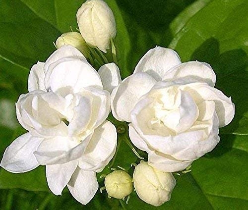 25+ White Flower Plants for the Garden - Outdoor White Flowering