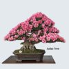 Flowering Bonsai Tree Seeds Bundle - 3 Types, All Flowering Tree Seeds, Vibrant Colors - Chinese Wisteria, Judas Tree, Blue