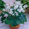 Green Shamrock Bulbs - 10 Bulbs to Plant - Good Luck Plant - Fast Growing Year Round Color Indoors or Outdoors - Oxalis Regnelli