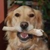 CZ Grain Deer Antlers for Dogs, Premium, Grade A, Deer Antler Dog Chew, Long Lasting Dog Treat for Your Pet. from The USA