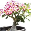 Mixed Color Desert Rose Seeds to Grow | 10 Seeds | Adenium Obesum,10 Seeds to Grow.. Exotic Bonsai Plant