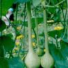 Dipper Gourd Seeds,12" long necks and bulbs with a diameter of 5-7"