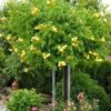 TRUMPET VINE ~Yellow~ "Campus Radicans-Flava" 20+ Perennial Seeds