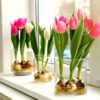 10 Pre Chilled Tulip Bulbs for Forcing - Grow Indoors in Just Water - Mixed Color - Easy to Grow - Vase Not Included - Made in