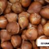 Rembrandt Tulip Bulbs for Planting - 10 Pink and White Rembrandt Tulips - Easy to Grow - Stunning Color - Made in USA, Ships