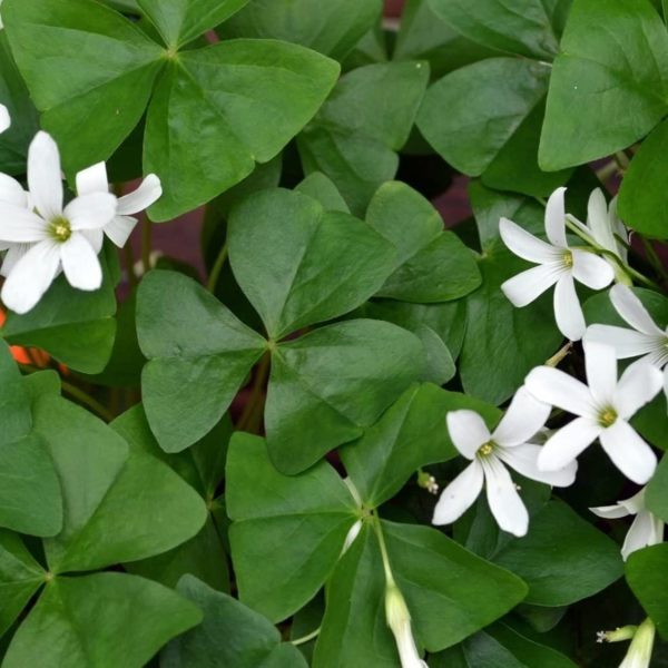 Green Shamrock Bulbs - 10 Bulbs to Plant - Good Luck Plant - Fast Growing Year Round Color Indoors or Outdoors - Oxalis Regnelli