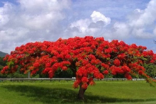 Royal Poinciana Flamboyant 10 seeds Delonix Regia Tree of Fire 