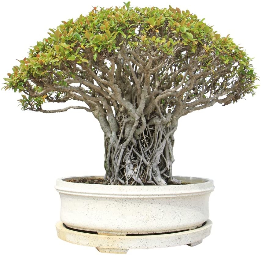 Banyan Tree Seeds For Planting - 40 Seeds Of Ficus Benghalensis - Indi