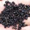 Lantana Flower Seeds for Planting - 200+ Mixed Color Flower Seeds to Plant - Made in USA, Ships from Iowa. Very Good Butterfly