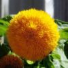 Teddy Bear Sunflower Seeds | 20 Seeds | Exotic Garden Flower | Sunflower Seeds for Planting | Great for Hummingbirds and