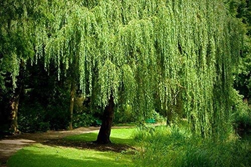 You Can Grow a Beautiful Weeping Willow Memorial with Ease with