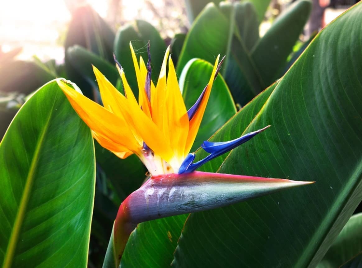 Bird of Paradise Flower Seeds – 5 Seeds to Grow – Great Indoor Tropical  Plant or Bonsai – Strelitzia Reginae – CZ-Grain