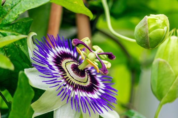 Passion Flower Seeds for Planting - 50+ Seeds - Ships from Iowa, USA - Grow Exotic Passion Flower Vines. Great for Bonsai