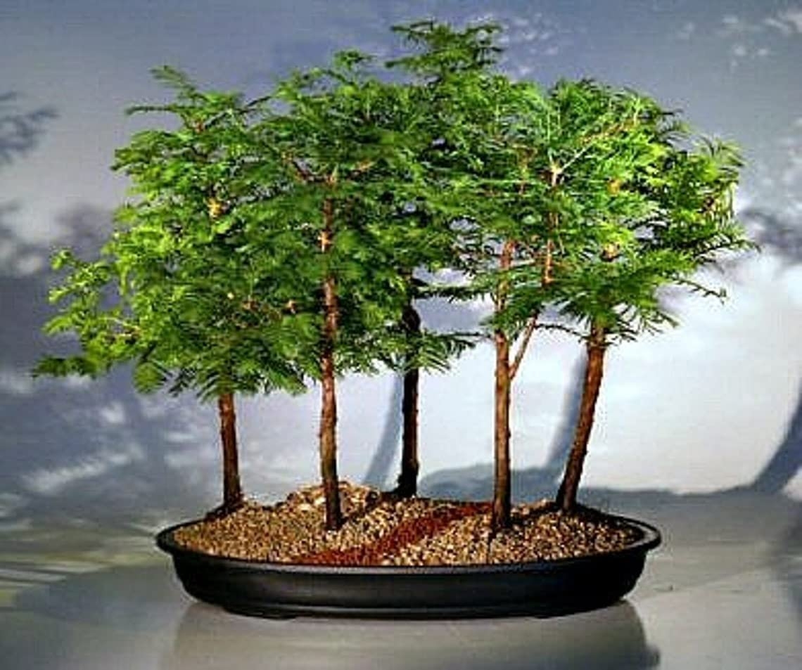 Bonsai Tree Kit – Grow 4 Types of Bonsai Tree from Seed – Highly Desired  Species – CZ-Grain