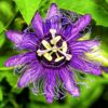 Passion Flower Seeds for Planting - 50+ Seeds - Ships from Iowa, USA - Grow Exotic Passion Flower Vines. Great for Bonsai