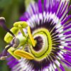 Passion Flower Seeds for Planting - 50+ Seeds - Ships from Iowa, USA - Grow Exotic Passion Flower Vines. Great for Bonsai