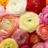 Dozen Mixed Peony Ranunculus Bulbs - Ships from Iowa, USA - 12 Large Healthy Bulbs for Planting