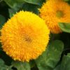 Teddy Bear Sunflower Seeds | 20 Seeds | Exotic Garden Flower | Sunflower Seeds for Planting | Great for Hummingbirds and