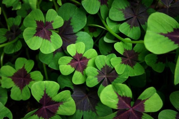 Iron Cross Shamrock Bulbs - 10 Bulbs to Plant - Iron Cross Shamrocks - Fast Growing Year Round Color Indoors or Outdoors -