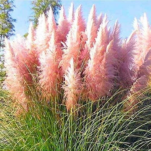 Giant Pink Pampas Grass Seeds – 1,000 Seeds – Ships from Iowa, Made in USA  – Ornamental Landscape Grass or Privacy Plant – CZ-Grain