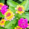 Lantana Flower Seeds for Planting - 200+ Mixed Color Flower Seeds to Plant - Made in USA, Ships from Iowa. Very Good Butterfly