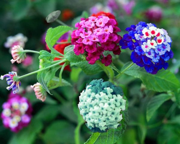 Lantana Flower Seeds for Planting - 200+ Mixed Color Flower Seeds to Plant - Made in USA, Ships from Iowa. Very Good Butterfly