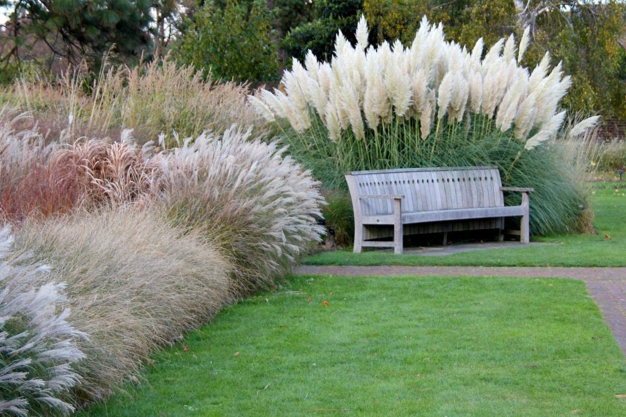Pink Pampas Grass Seeds - 100 Seeds - Ornamental Grass for Landscaping or  Decoration - Made in USA 