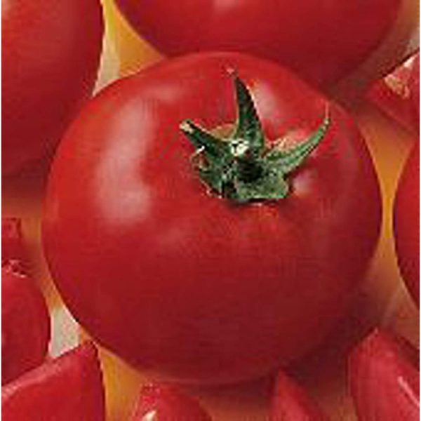 Bush Early Girl II Tomato Seeds (((50 Seed Packet))) (More Heirloom, Organic, Non GMO, Vegetable, Fruit, Herb, Flower Garden