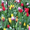100 Pre Chilled Tulip Bulbs for Forcing - Grow Indoors in Just Water - Mixed Color - Easy to Grow - Vase Not Included - Made in