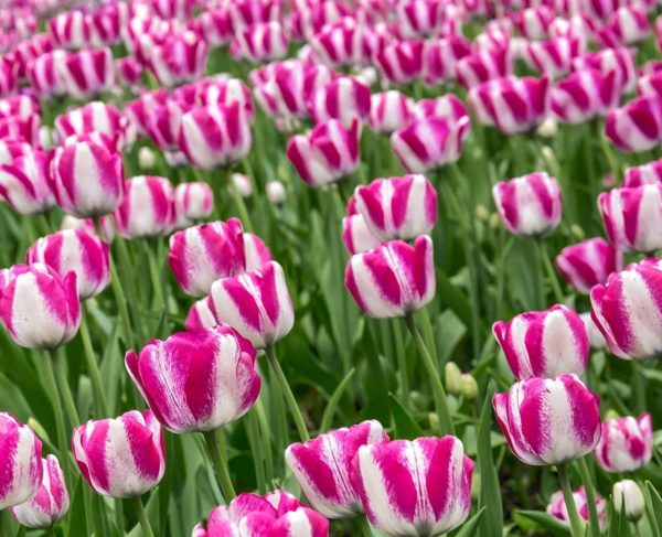 Rembrandt Tulip Bulbs for Planting - 10 Pink and White Rembrandt Tulips - Easy to Grow - Stunning Color - Made in USA, Ships
