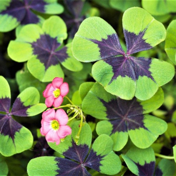 Iron Cross Shamrock Bulbs - 20 Bulbs to Plant - Good Luck Plant - Fast Growing Year Round Color Indoors or Outdoors - Oxalis